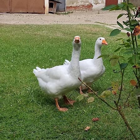 La Valle Incantata Villanova d'Asti 외부 사진