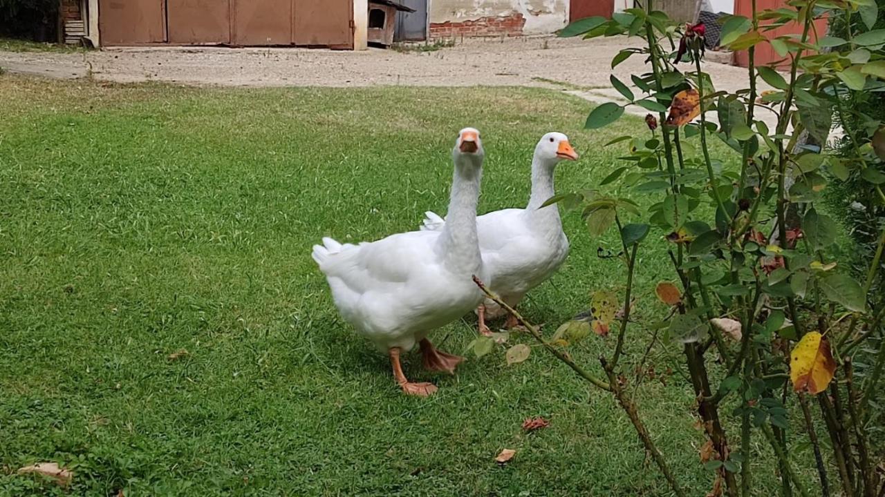 La Valle Incantata Villanova d'Asti 외부 사진